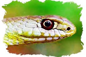 Montpelier Snake Painting by Vejay Singh - Montpelier Snake Fine ... - montpelier-snake-vejay-singh