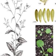 Attēlu rezultāti vaicājumam “Lapsana communis”