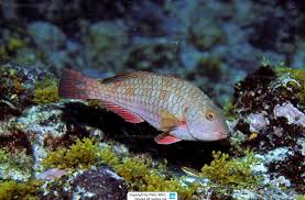 Image result for Sparisoma axillare