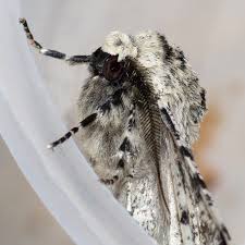 Attēlu rezultāti vaicājumam “Biston betularia”