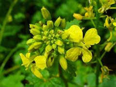 Attēlu rezultāti vaicājumam “Sinapis alba leaf”