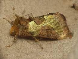 Attēlu rezultāti vaicājumam “Diachrysia tutti”