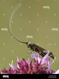 Attēlu rezultāti vaicājumam “Nemophora metallica”