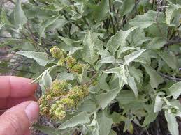 Attēlu rezultāti vaicājumam “Saussurea esthonica leaf”
