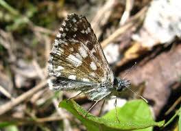 Attēlu rezultāti vaicājumam “Pyrgus serratulae underside”