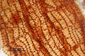 Attēlu rezultāti vaicājumam “Nowellia curvifolia”