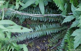 Attēlu rezultāti vaicājumam “Polystichum lonchitis”