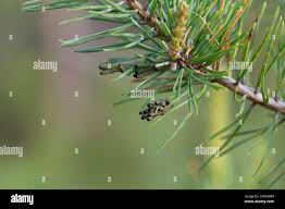 Attēlu rezultāti vaicājumam “Neodiprion sertifer”