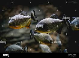 Image result for Prestatyn Piranhas