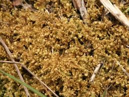 Attēlu rezultāti vaicājumam “Ctenidium molluscum”