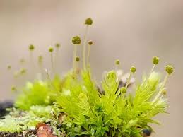 Attēlu rezultāti vaicājumam “Aulacomnium”