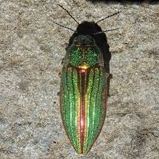 Attēlu rezultāti vaicājumam “Buprestidae”