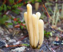 Attēlu rezultāti vaicājumam “Cribraria argillacea spores”