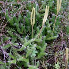 Attēlu rezultāti vaicājumam “Lycopodiaceae”