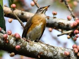 Image result for Turdus obscurus