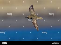 Attēlu rezultāti vaicājumam “Pluvialis apricaria adult”