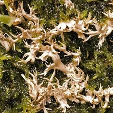 Attēlu rezultāti vaicājumam “Lentaria”