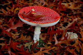 Image result for vliegenzwam