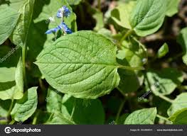 Attēlu rezultāti vaicājumam “Omphalodes verna leaf”