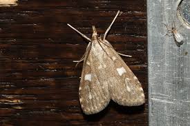 Attēlu rezultāti vaicājumam “Udea olivalis”