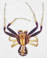 Attēlu rezultāti vaicājumam “Xysticus ulmi”