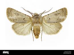 Attēlu rezultāti vaicājumam “Noctuidae”