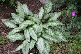 Image result for Pulmonaria Silverado