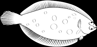 Image result for Microstomus kitt