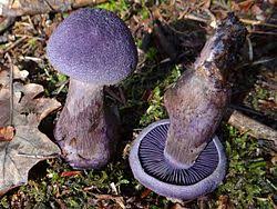 Attēlu rezultāti vaicājumam “Cortinarius violaceus”