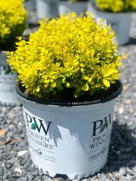 Attēlu rezultāti vaicājumam “Berberis thunbergii”