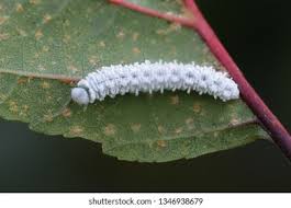 Attēlu rezultāti vaicājumam “Eriocampa ovata larva”