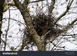Attēlu rezultāti vaicājumam “Buteo buteo nest”