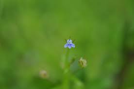 Attēlu rezultāti vaicājumam “Lobeliaceae”