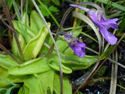 Attēlu rezultāti vaicājumam “Pinguicula vulgaris leaf”