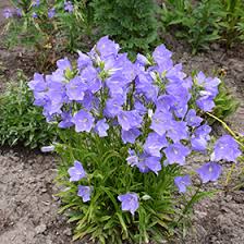 Attēlu rezultāti vaicājumam “Campanula persicifolia”