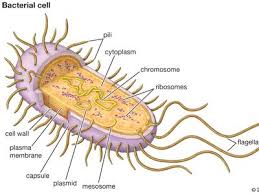 Attēlu rezultāti vaicājumam “Dicranella staphylina cells”
