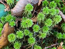 Attēlu rezultāti vaicājumam “Sphagnum”