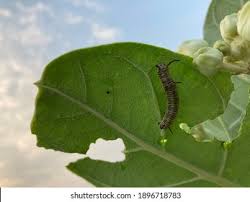 Attēlu rezultāti vaicājumam “Agelastica alni larva”