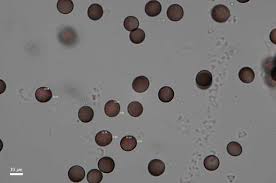 Attēlu rezultāti vaicājumam “Badhamia lilacina spores”