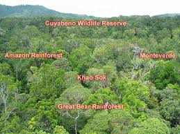 Tropical rainforest
