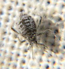 Attēlu rezultāti vaicājumam “Schizolachnus pineti”