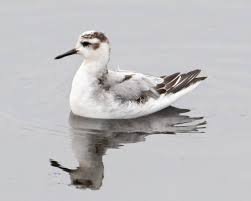 Attēlu rezultāti vaicājumam “Phalaropus fulicarius adult”