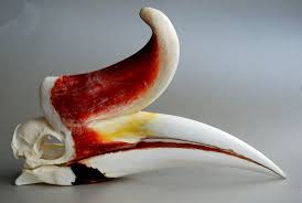 Image result for Zoothera sibirica