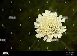 Image result for Scabiosa ochroleuca