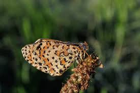 Attēlu rezultāti vaicājumam “Melitaea didyma”