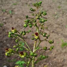 Attēlu rezultāti vaicājumam “Scrophularia nodosa flower”