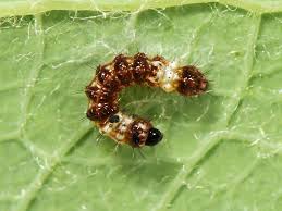 Attēlu rezultāti vaicājumam “Acronicta alni larva”