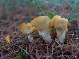 Attēlu rezultāti vaicājumam “Spathularia flavida”