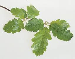 Attēlu rezultāti vaicājumam “Sorbus intermedia leaf”