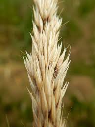 Attēlu rezultāti vaicājumam “Calamagrostis canescens leaf”